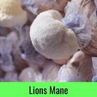 Lions Mane