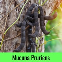 Macuna Pruriens