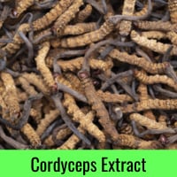 cordyceps